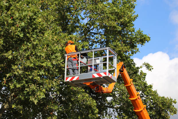 Best Hedge Trimming  in Shallotte, NC